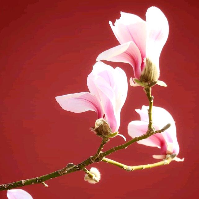 🌸木棉花🌸