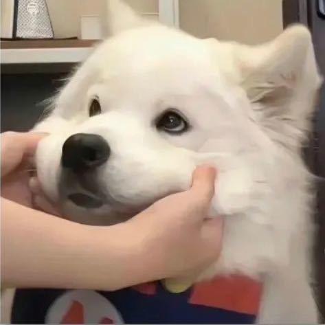 最会摸鱼之人（专切小颜版）