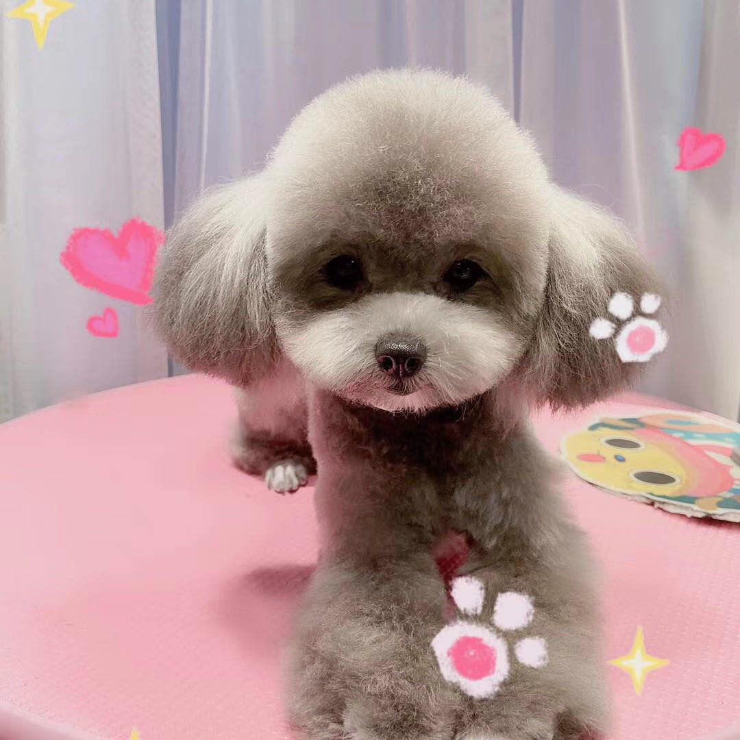 派格宠物生活馆