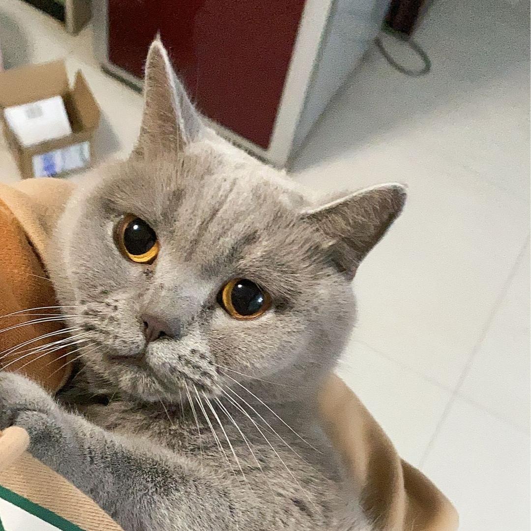小猪叉烧