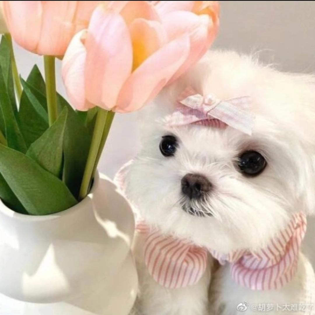 八点半的炖蘑菇