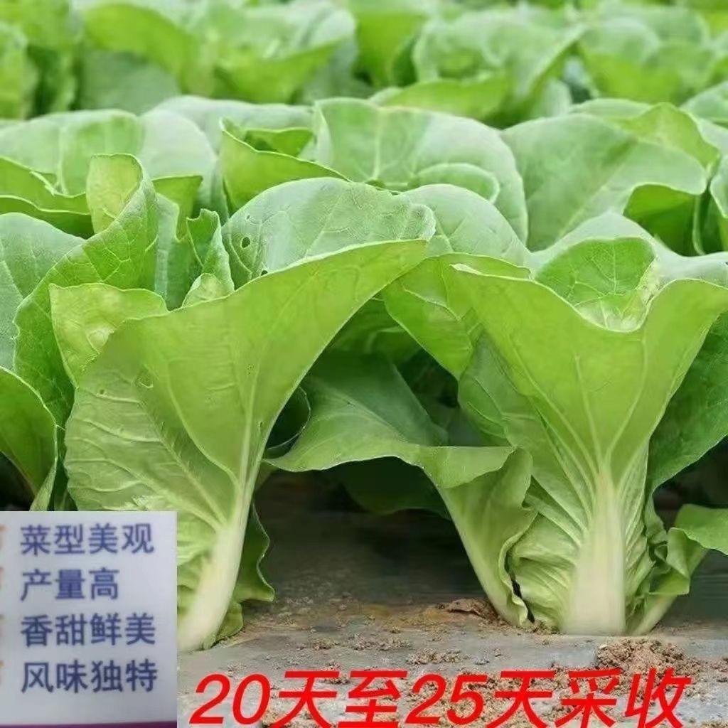 寿光种业