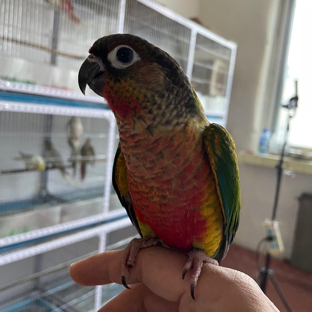 抚顺鹦鹉(长期回收鹦鹉)