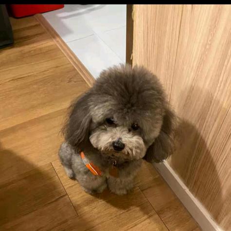 漢堡家族的妮妮