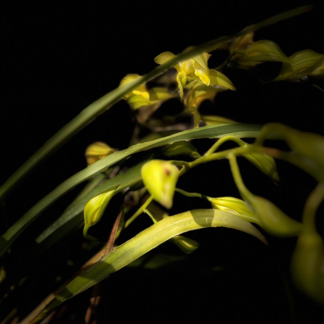 小兰的农村生活