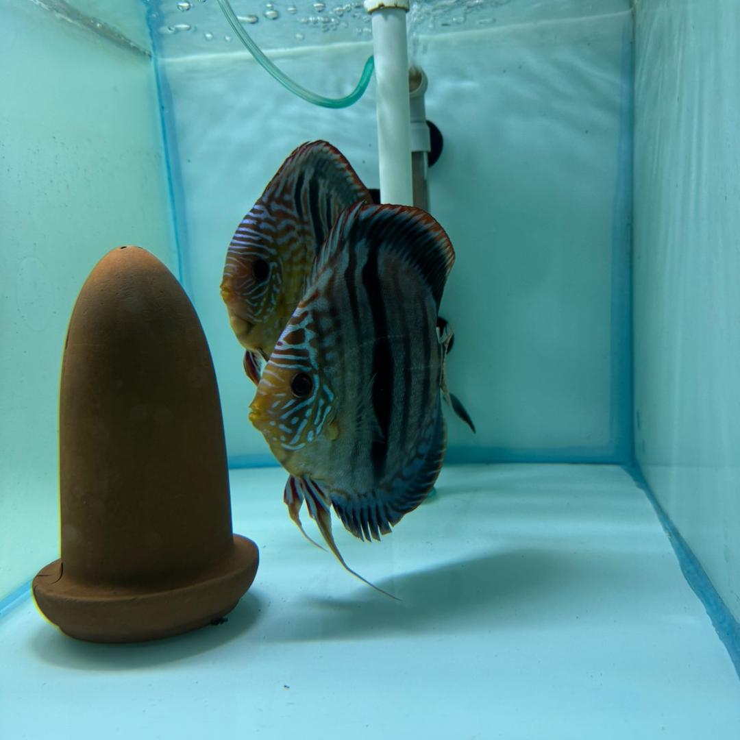 小萌水族来啦