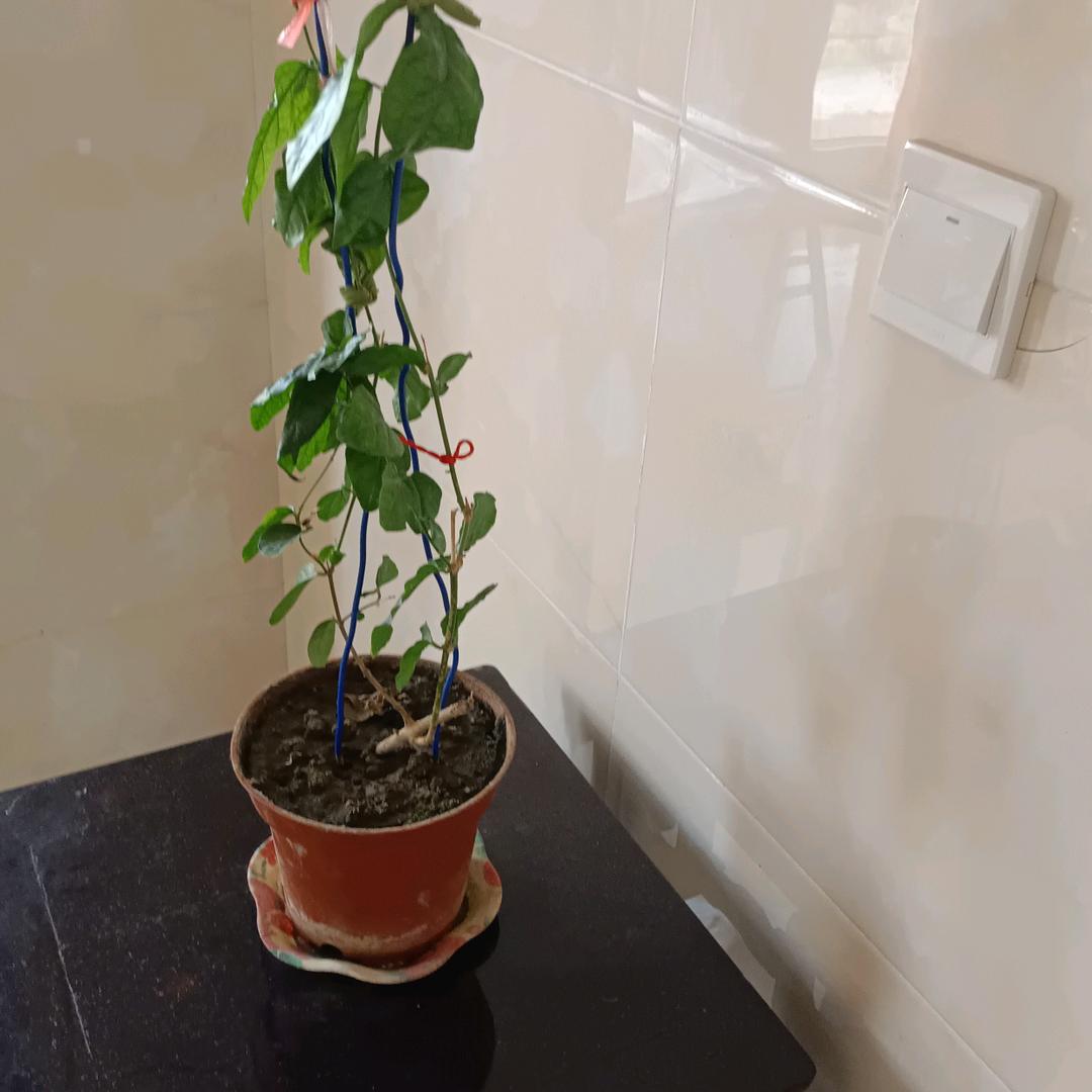 生产棉线手套的猪大叔