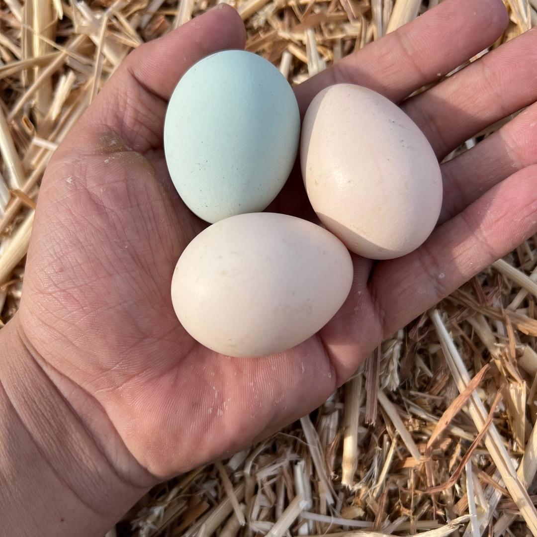 台儿庄虎提山鸡蛋