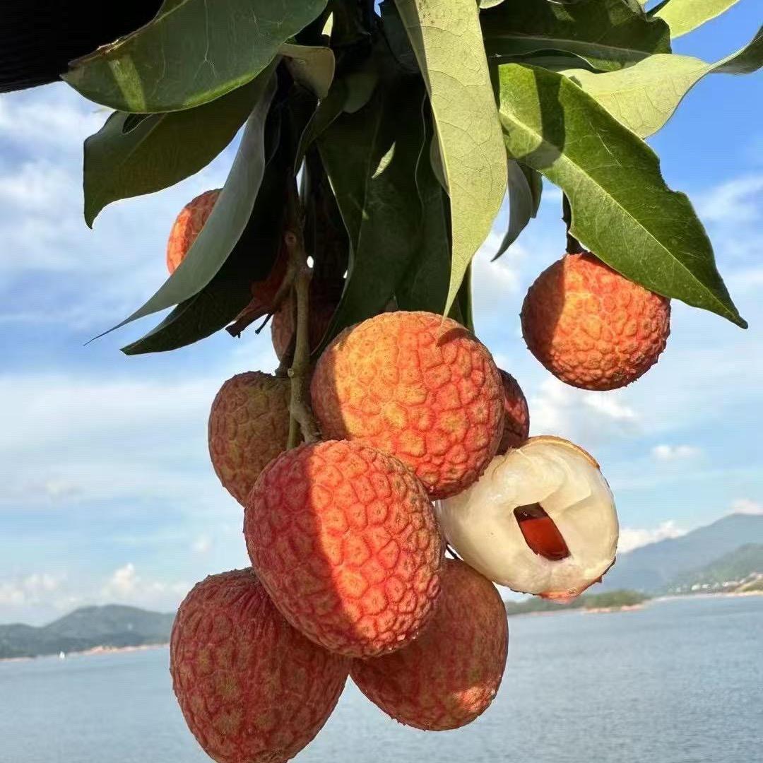 有荔有您生鲜水果店