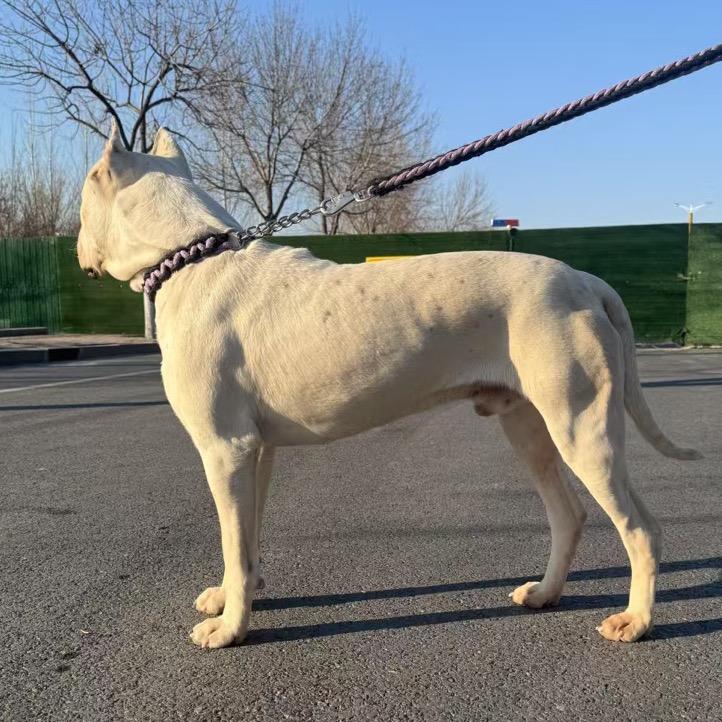 鲁赛犬舍～杜高犬