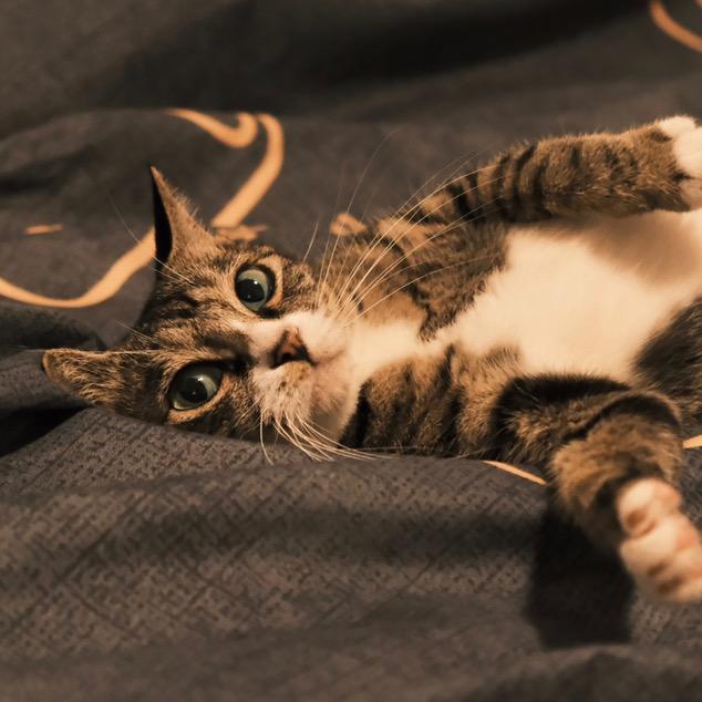 小黑の虚度日常