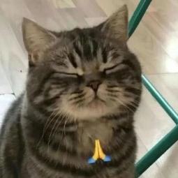 肉肉爱吃火鸡面