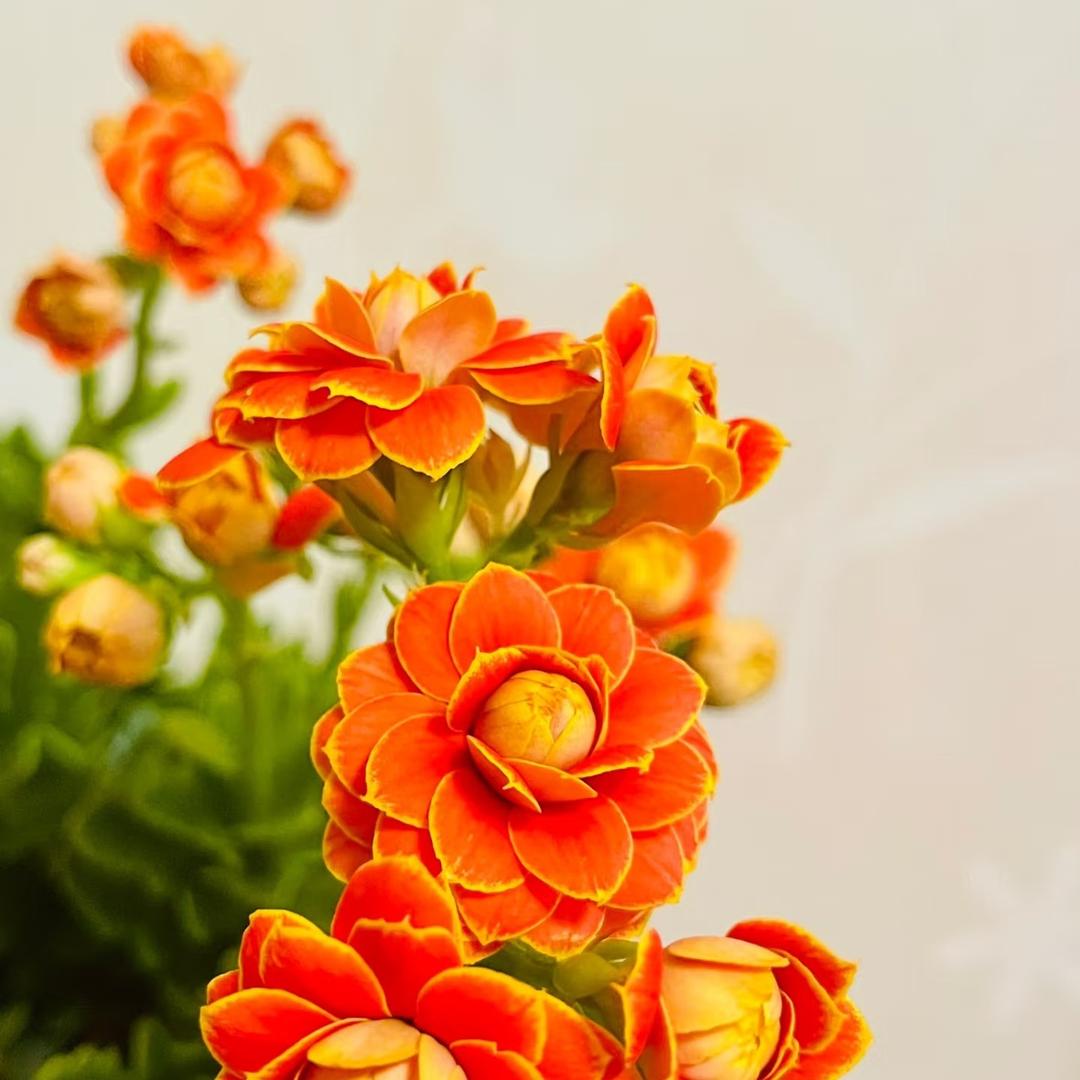 暖暖的花园（小花农）
