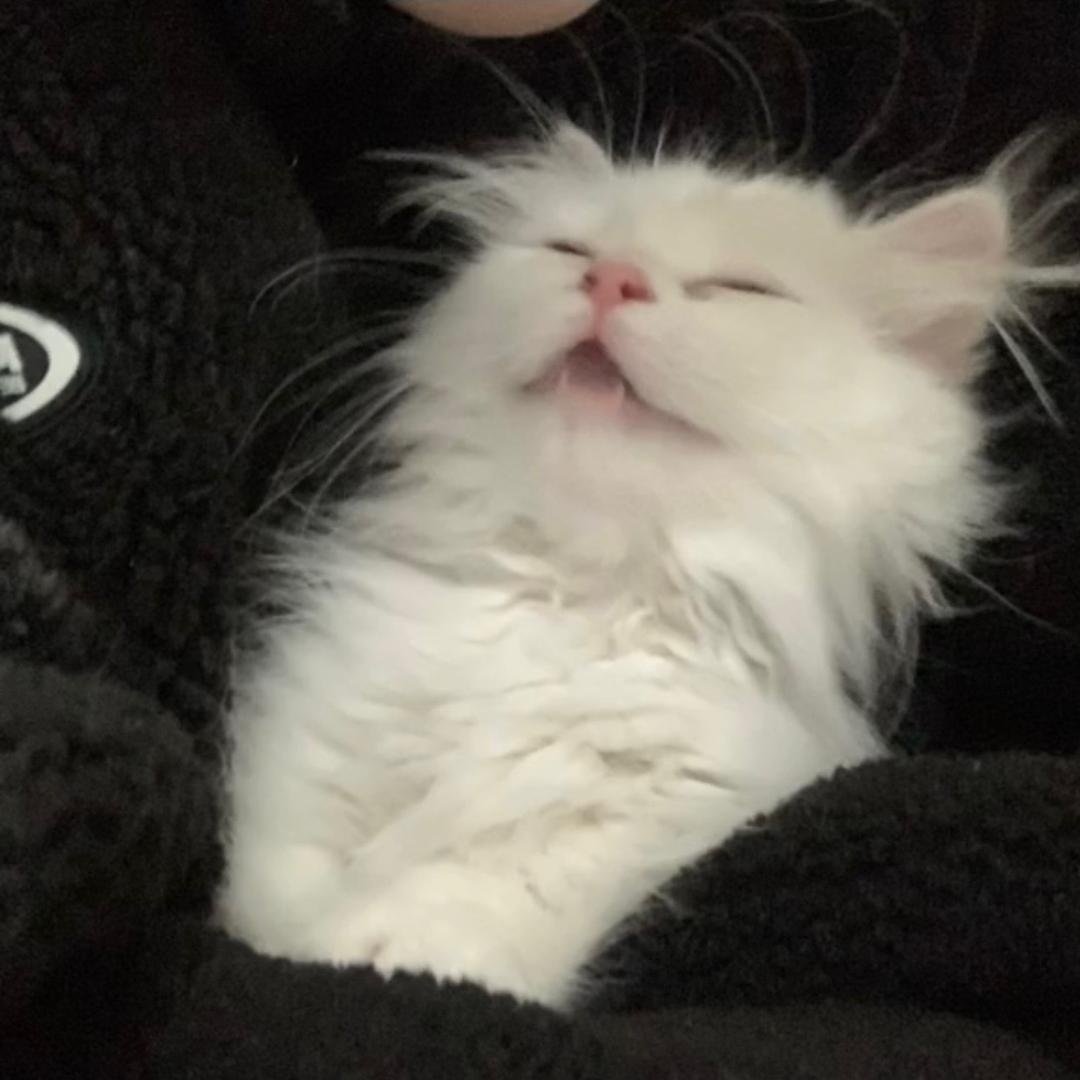 小蒲是一只小猫