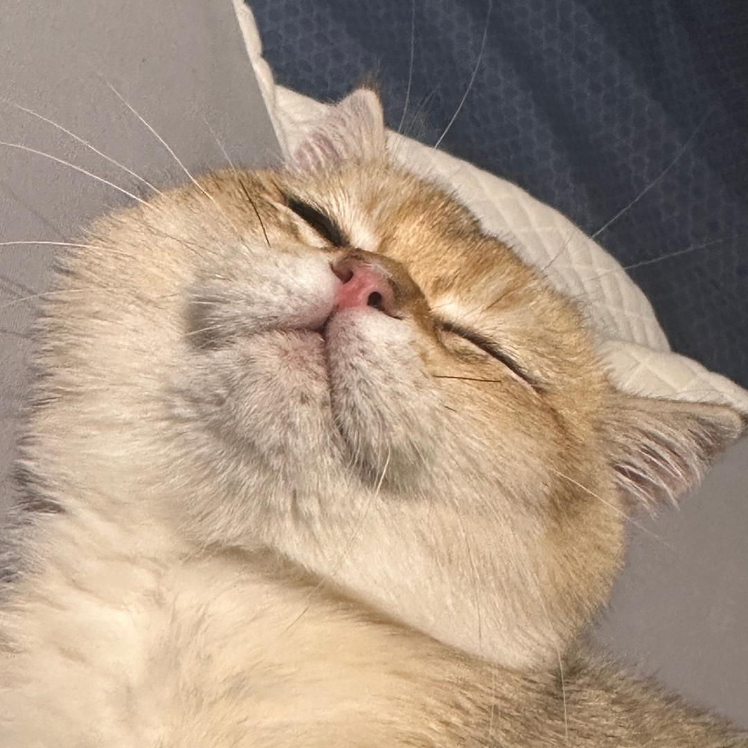 一只小噜噜🐱