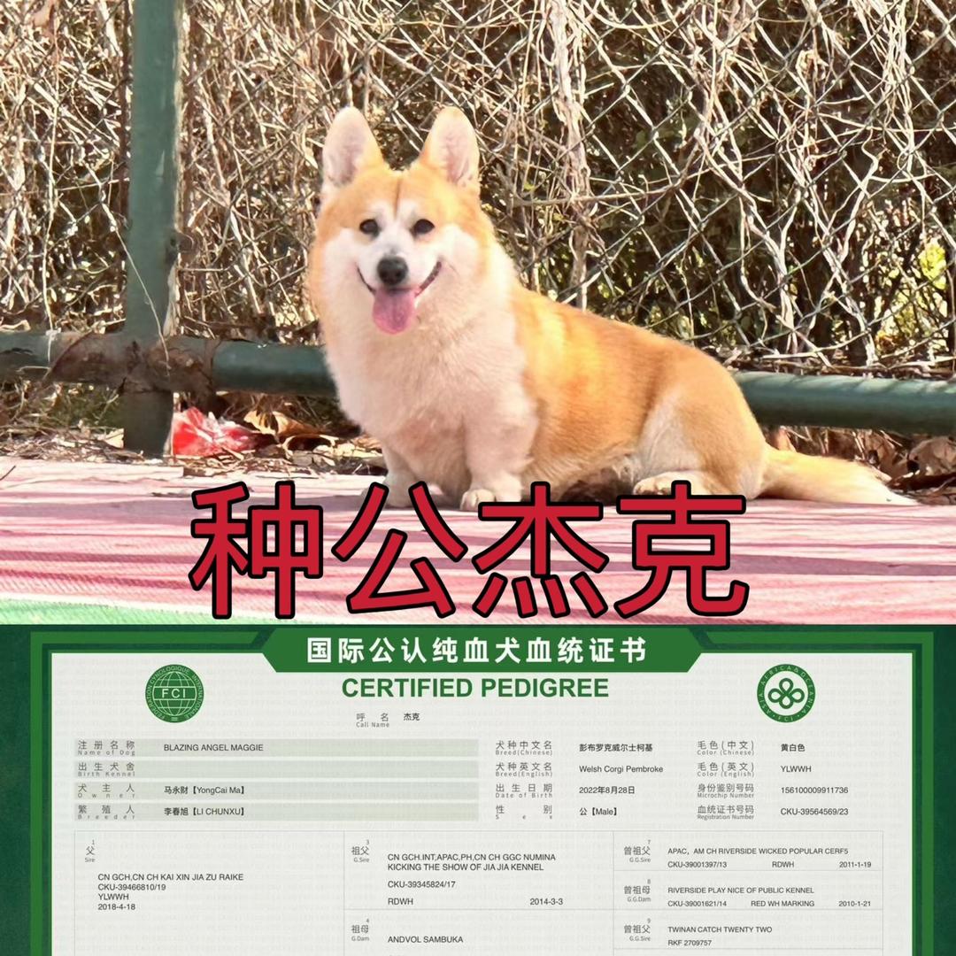 山西侯马柯基犬舍