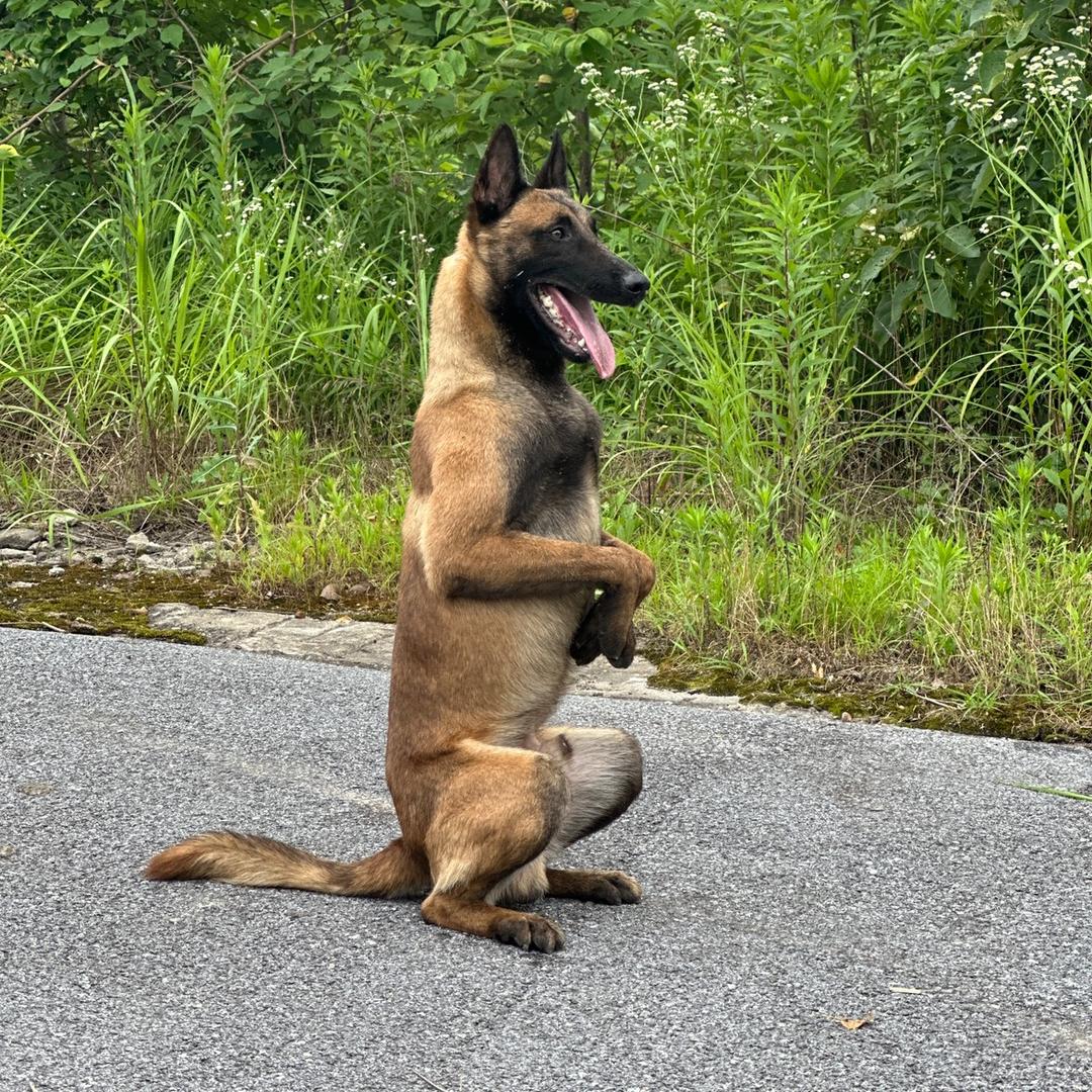 城市“精品马犬”