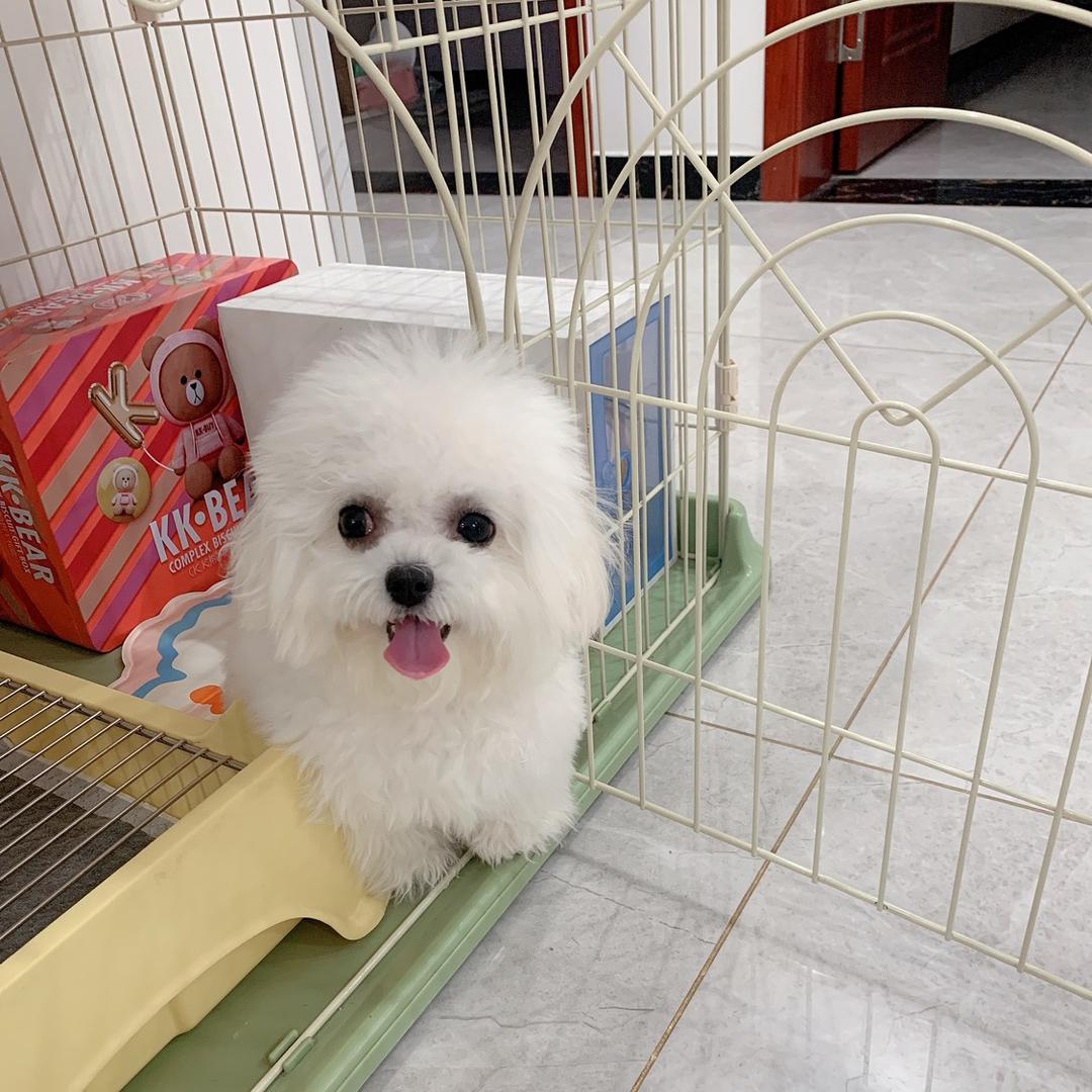 🐶闹闹的岁岁年年🐶