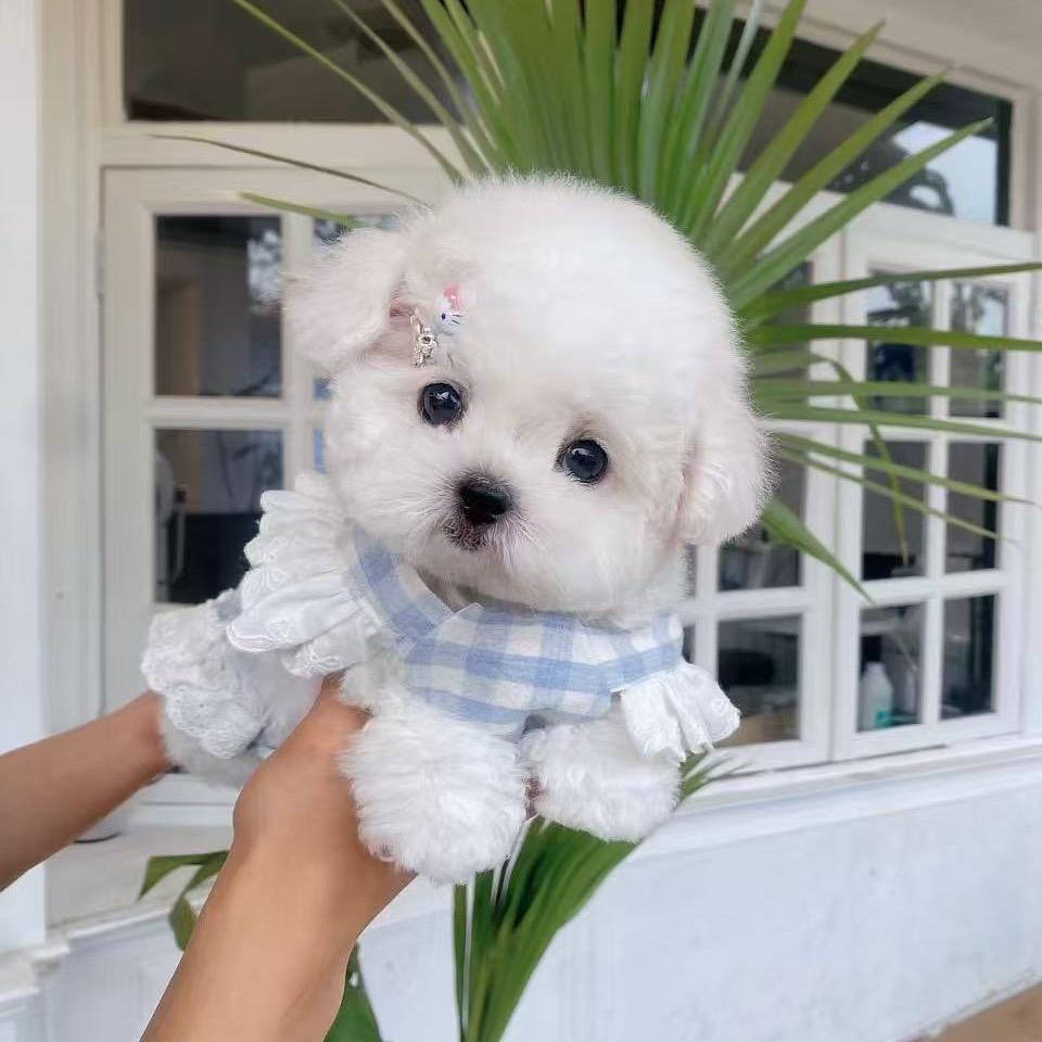 关于小熊宠物(直播号)