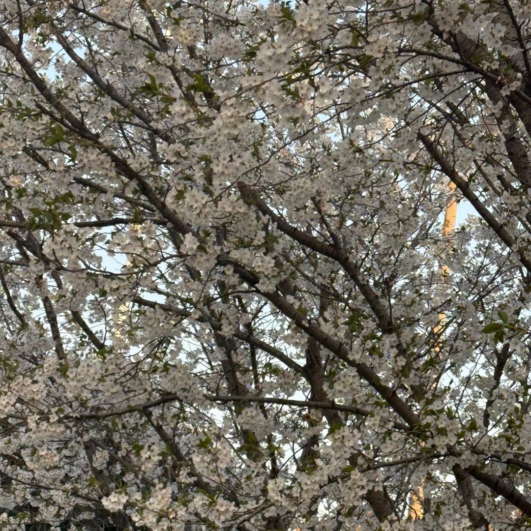 丁哥哥跑网约车