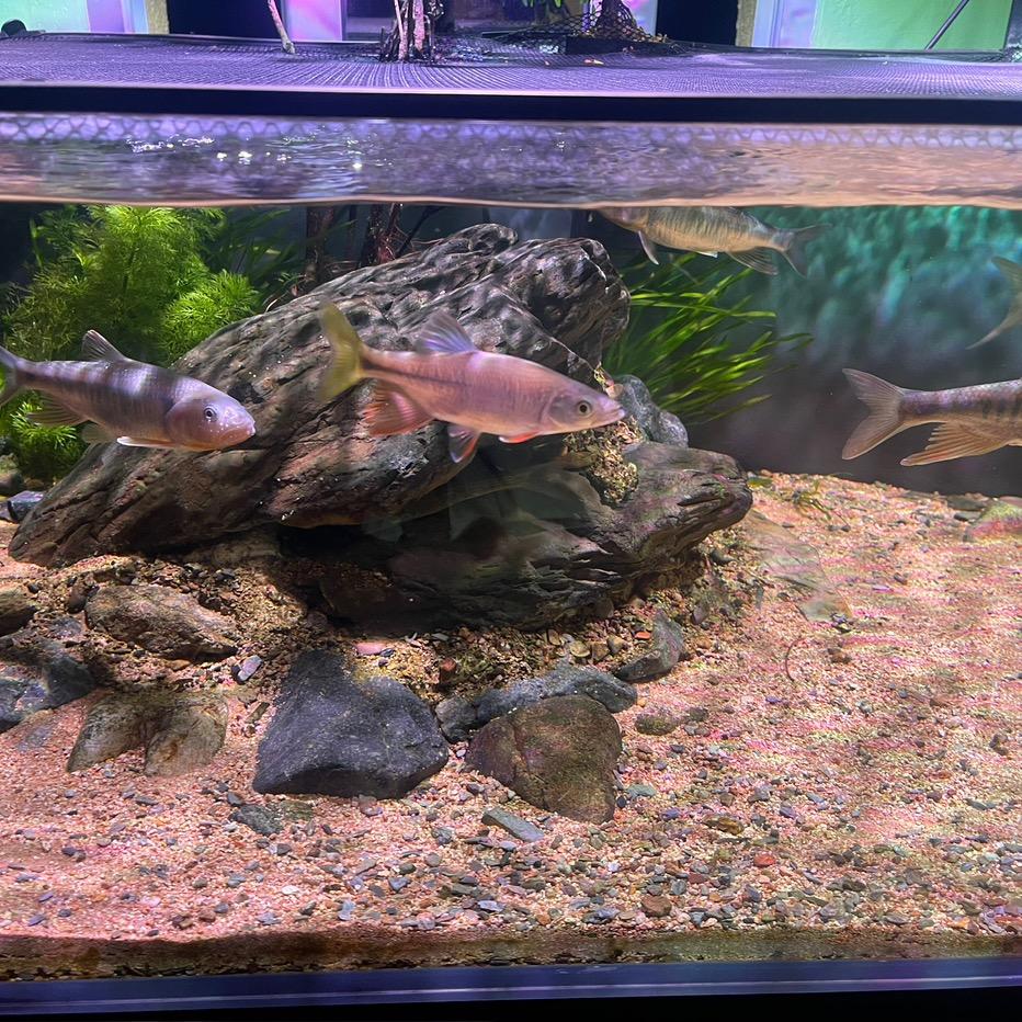 观鱼野外野釆店