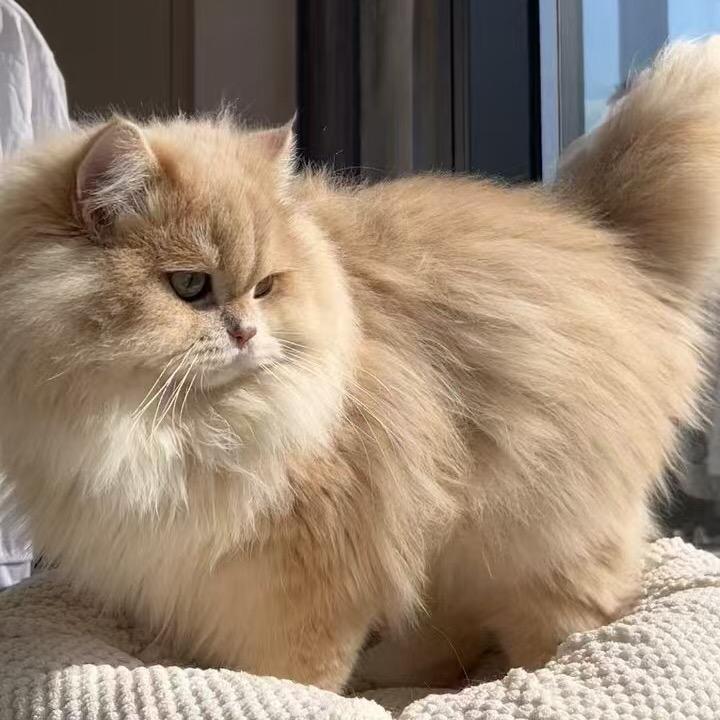 小只暴富猫