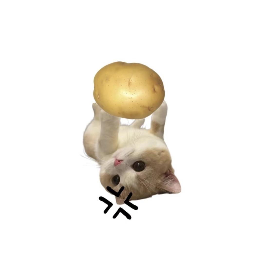 猫举举.