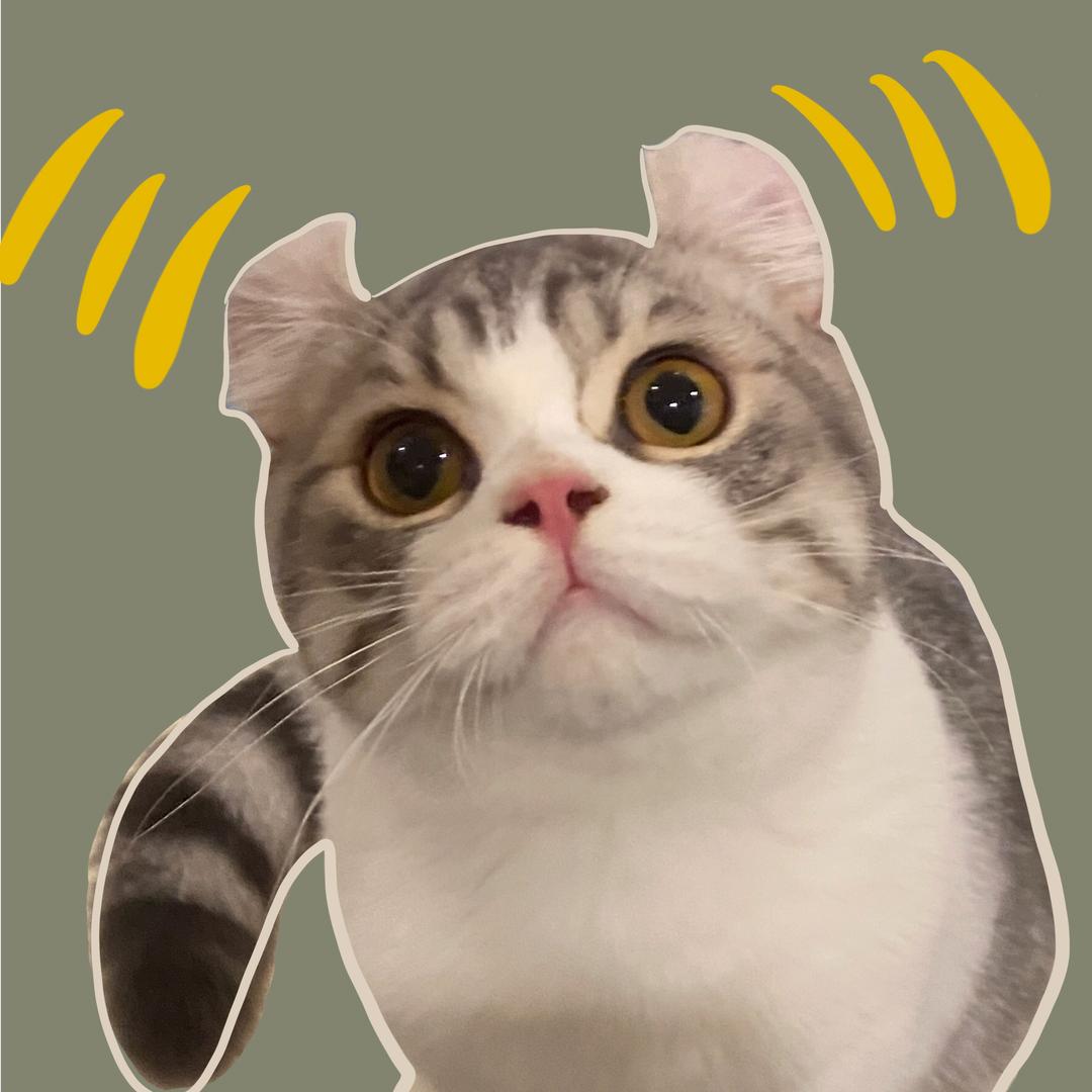 飞耳嘟嘟猪