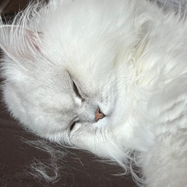 Le Crépuscule 暮暮工作室