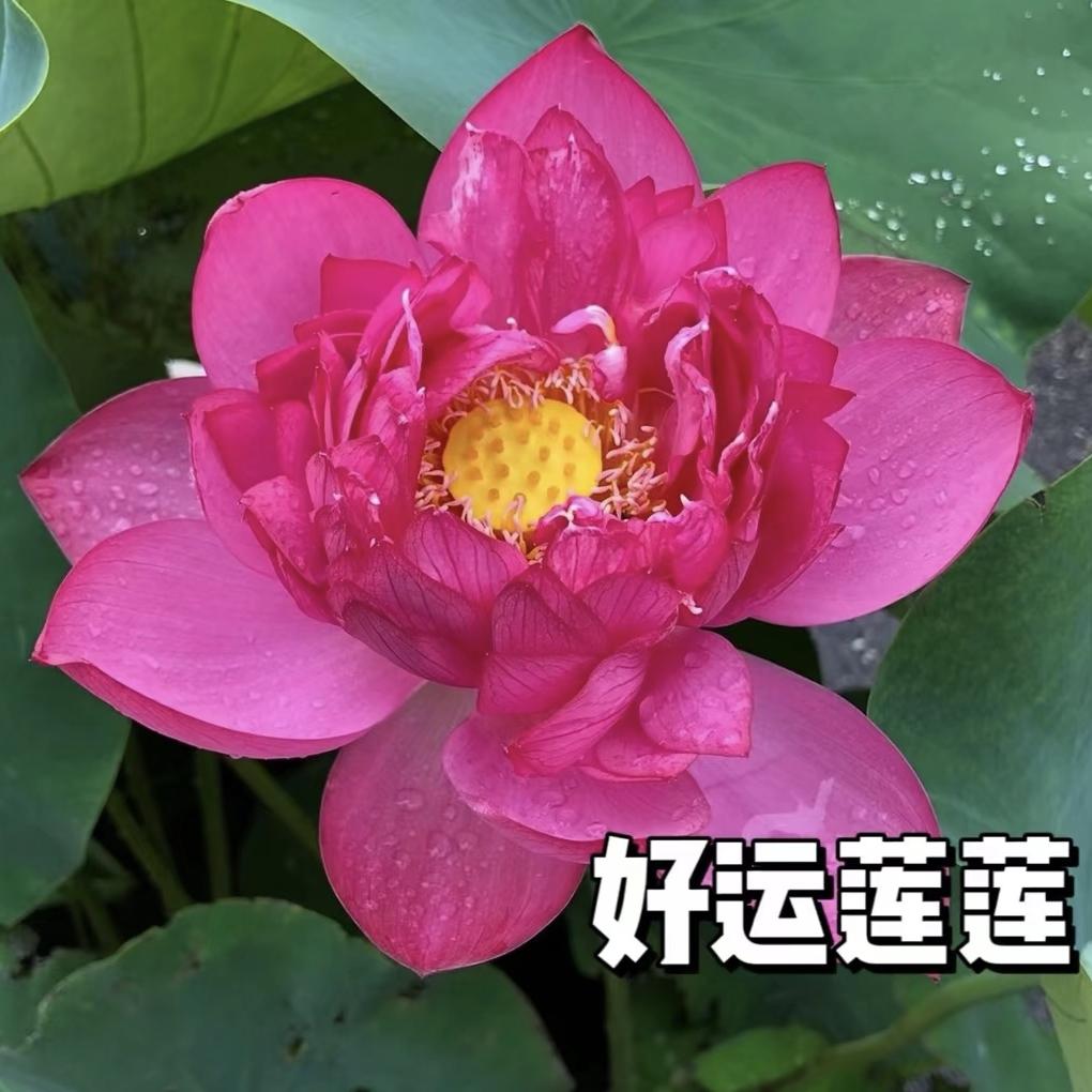 江南烟雨头像