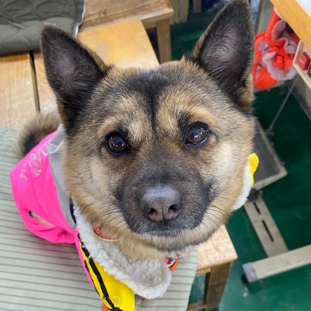 甜甜是只小土狗