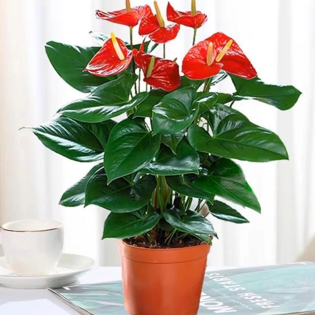灵秀花苑