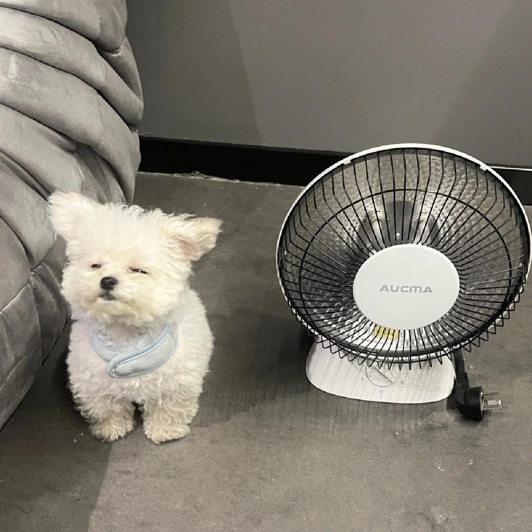 卡姿兰大眼睛