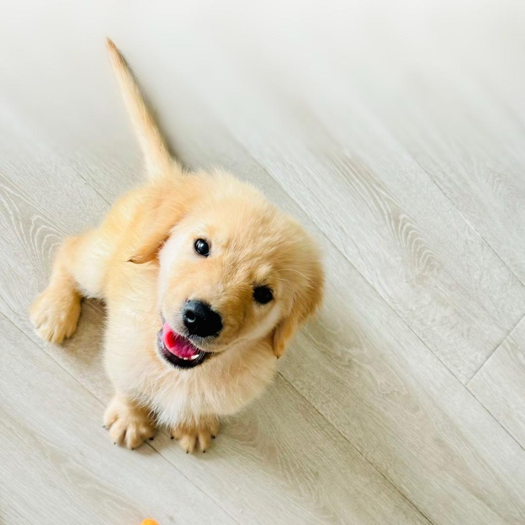 果冻是只小鸡毛🐶