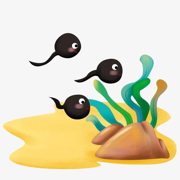 小科蚪