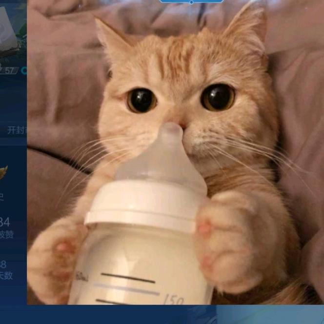猫    猫