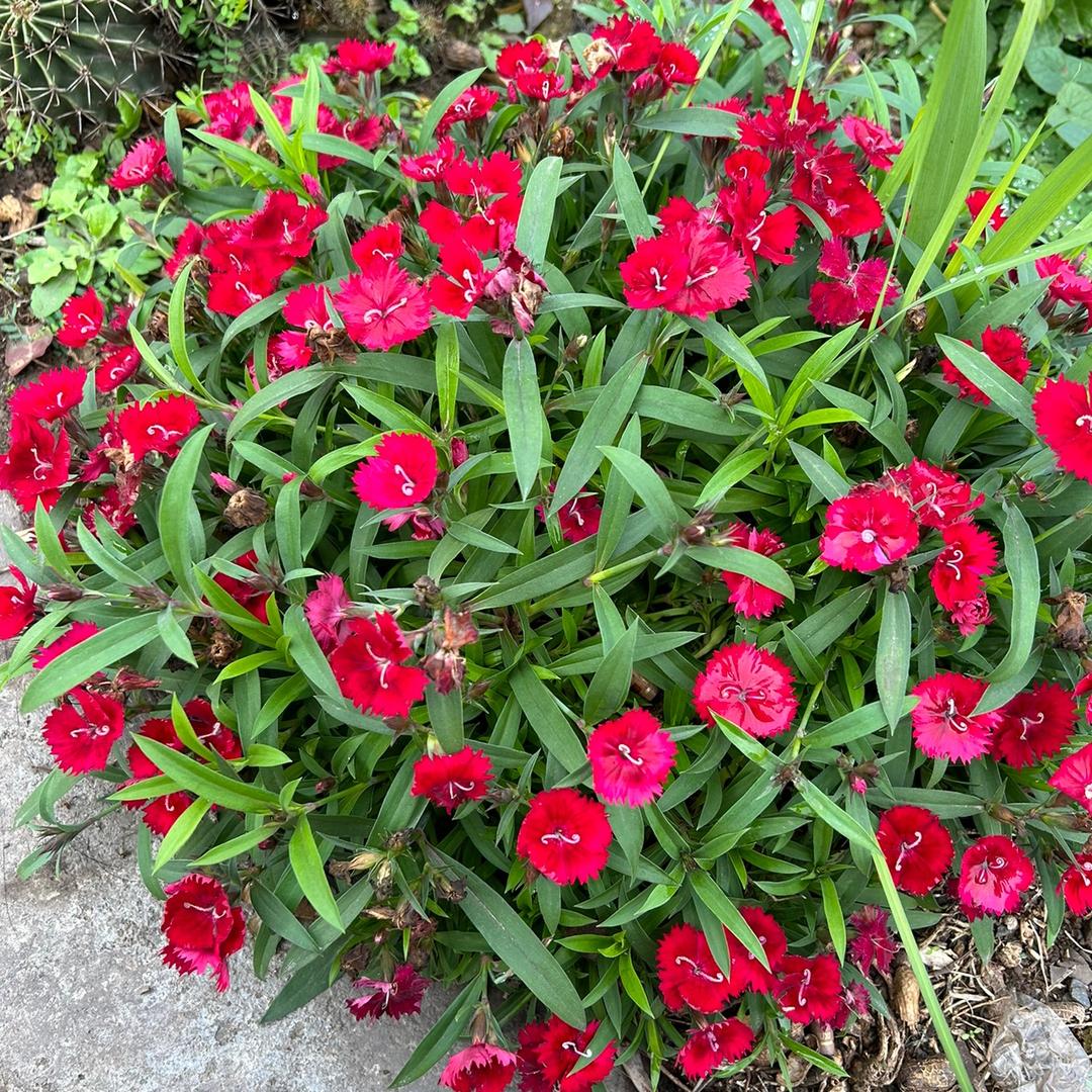 小敏(王者荣耀，又菜又爱玩)国服安琪拉