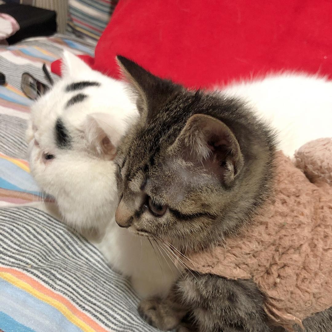 逆袭修仙的奶爸叶头像
