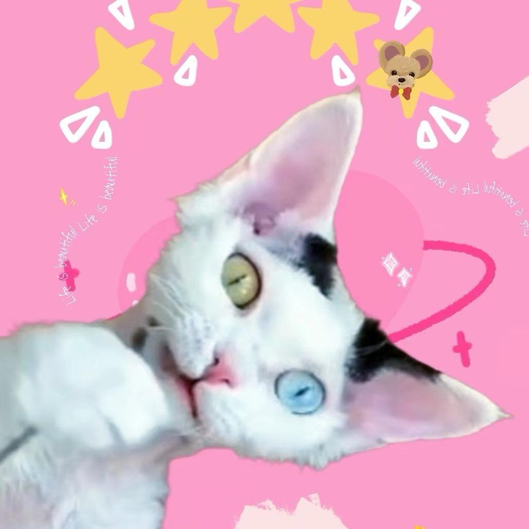 猫尚书