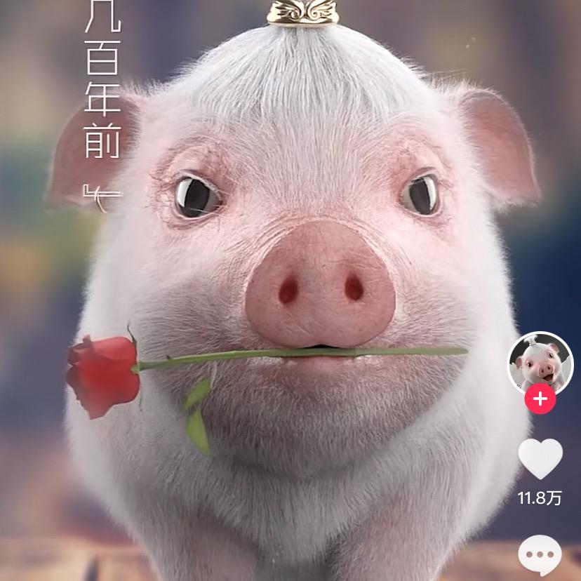 ✨小迈