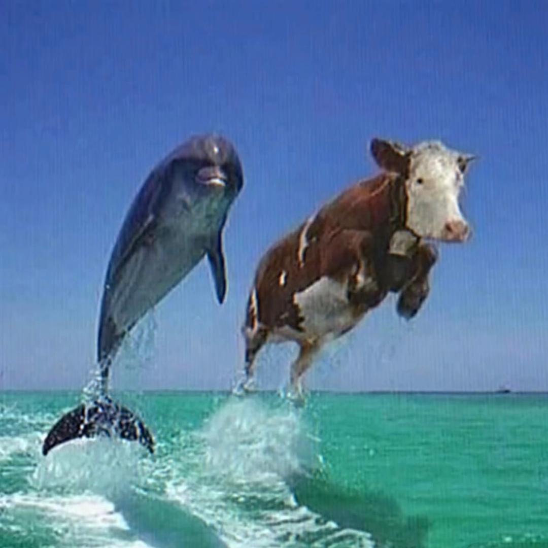 海豚牛