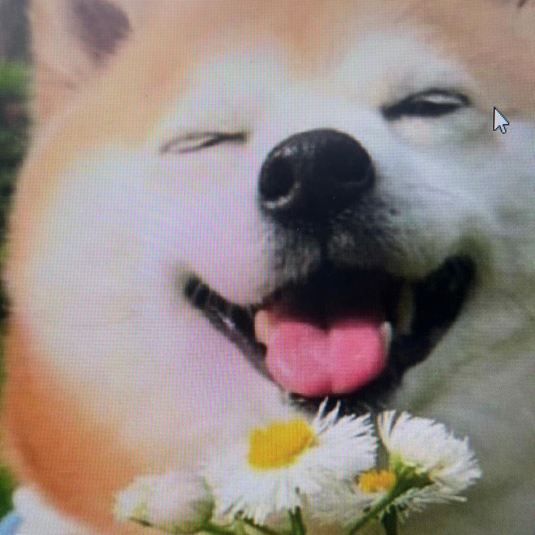 台州哈趴狗