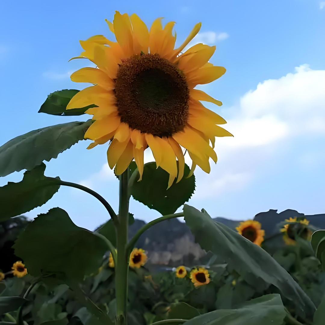 （鹏鹏）嘴比脚板子笨