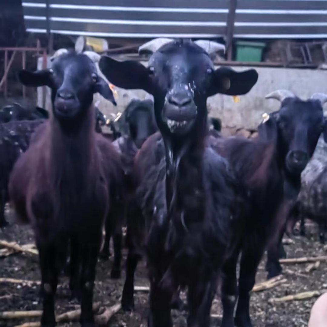 栖霞市牙山黑山羊