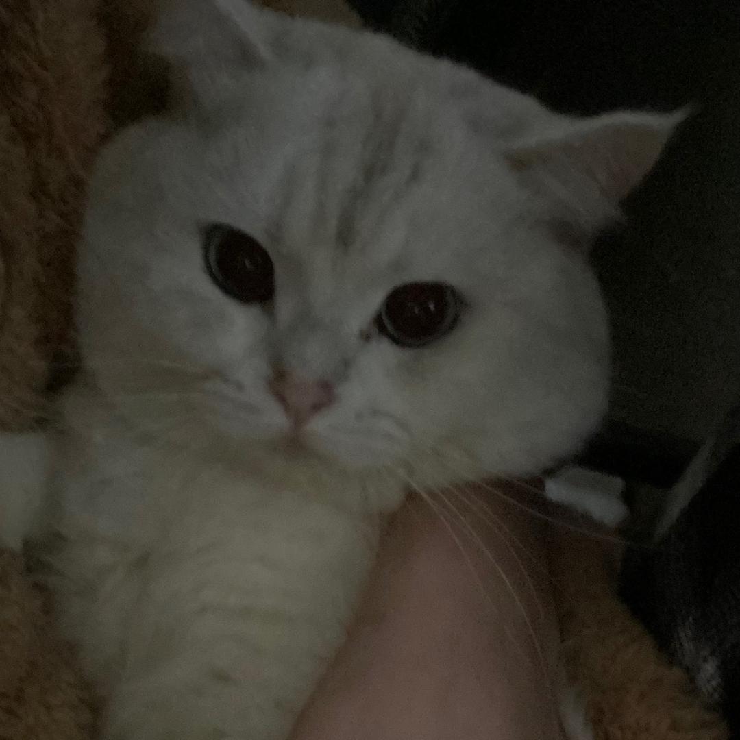 少爷(元梦之星)