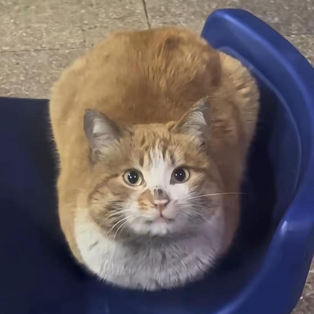 小狗的幸福生活9527