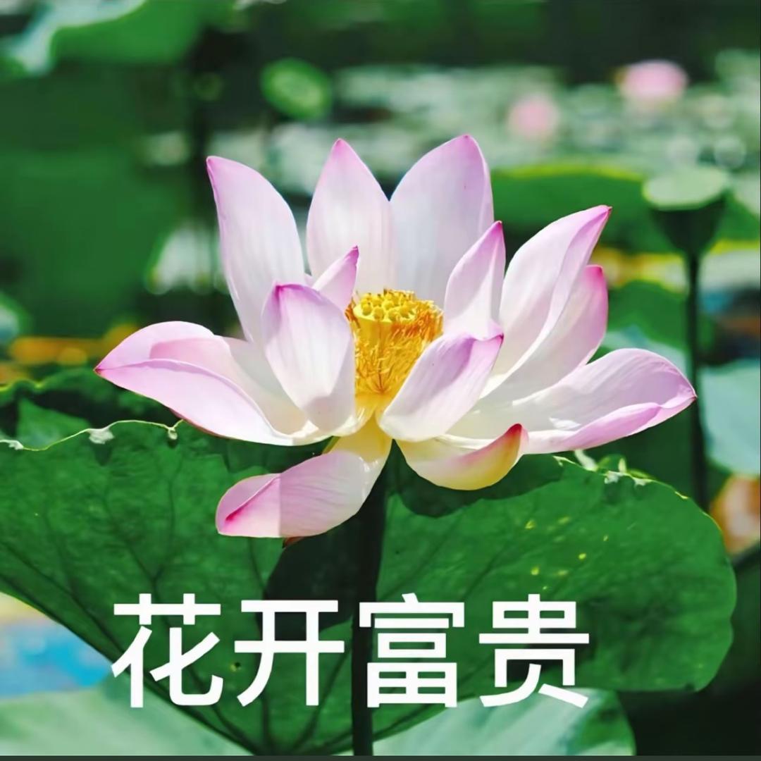 花开富贵.