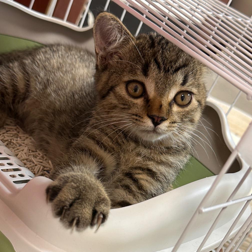 麦麦大王🐱（求关注版）