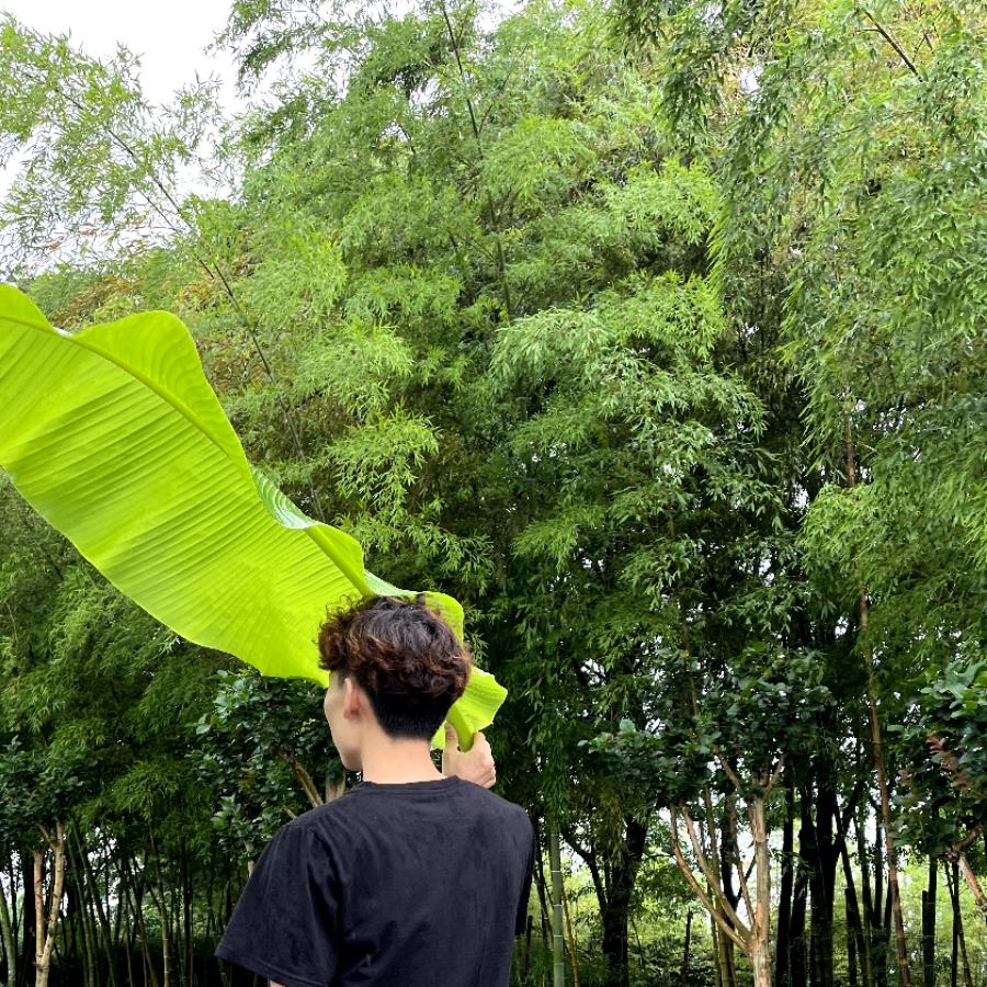 阿芬