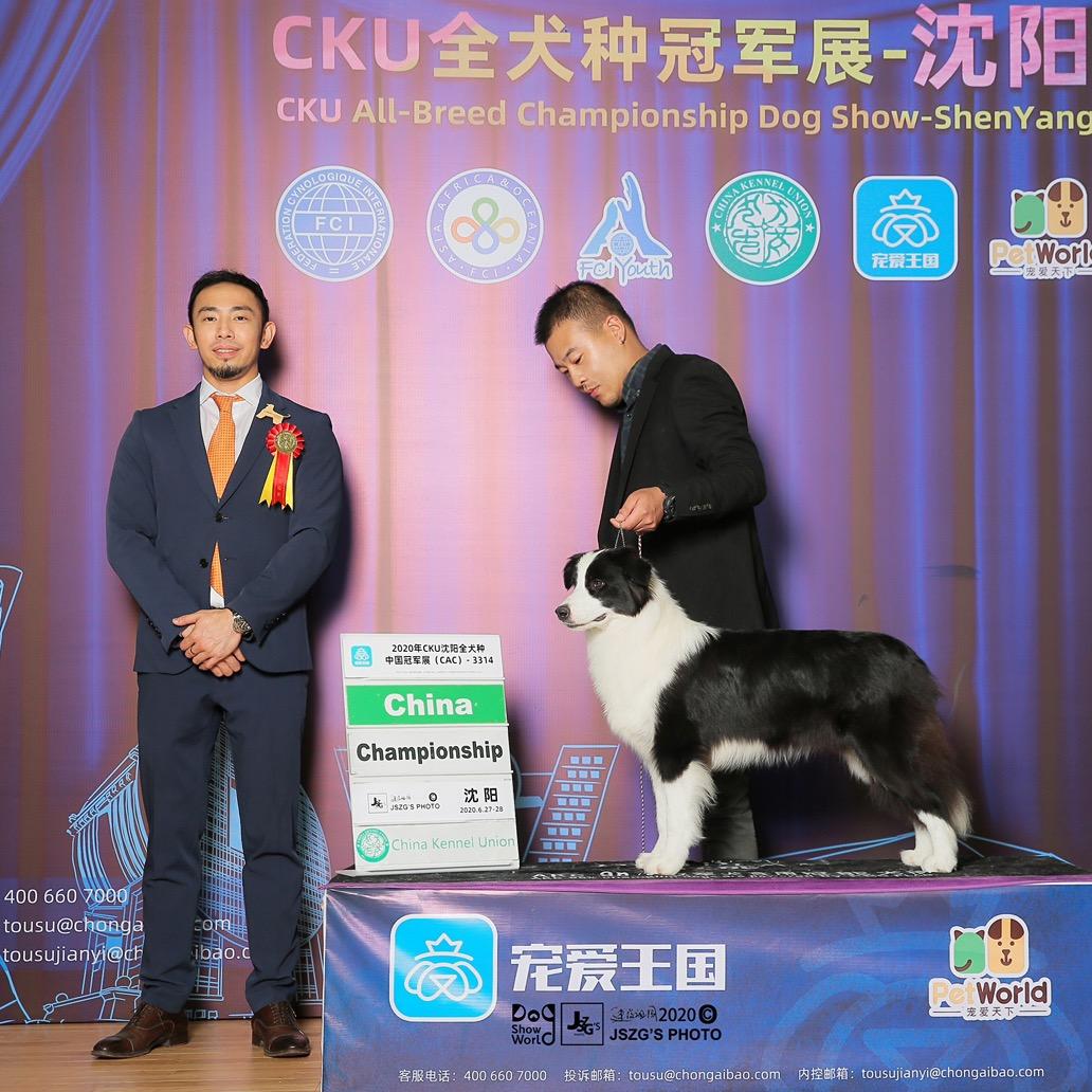十一边牧犬舍（直播）